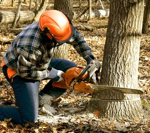 Tree Removal in South Barre, MA